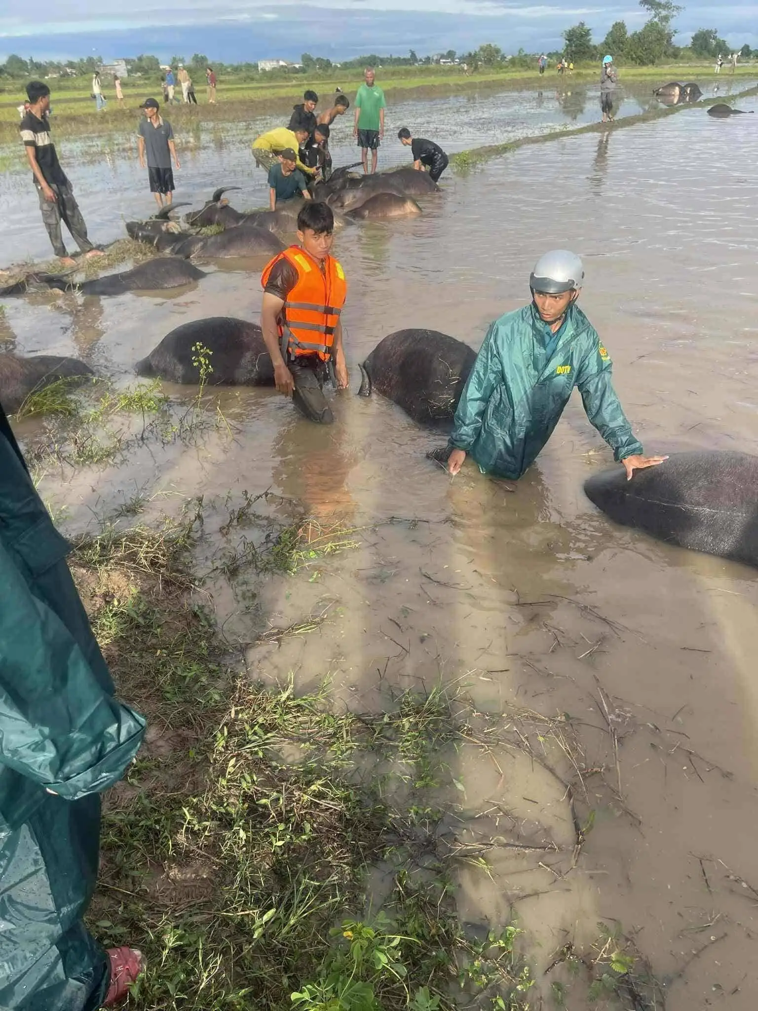 AUSTRAMILK GỬI MỘT CÁI ÔM ĐẾN NHỮNG NGƯỜI Ở LẠI